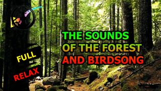 The sounds of the forest and birdsong. [HD]