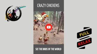 Crazy Chickens. [HD]