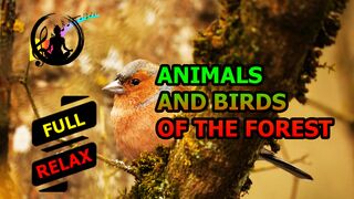 Animals and birds of the forest. A walk in the woods. [HD]