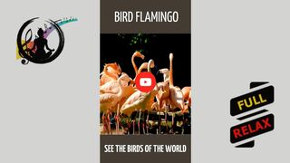 Bird flamingo. [HD] #shorts