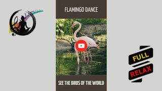 Flamingo dance. [HD] #shorts