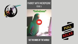 Parrot with microphone - issue 2. [HD] #shorts