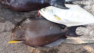 Fish Market in India | Biggest Wholesale Fish Market