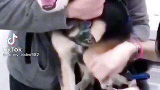 Funny dog ​​screaming