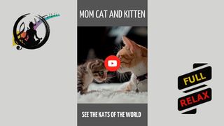 Mom cat and kitten. [HD] #shorts