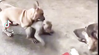 Funny fighting dog and monky