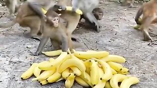 Monkeys can,t bite bananas