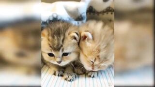 Funiest Baby Cats Funny Video