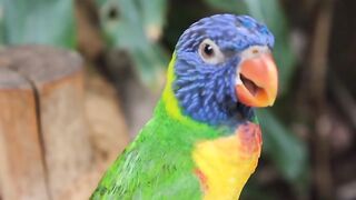 Parrot voice