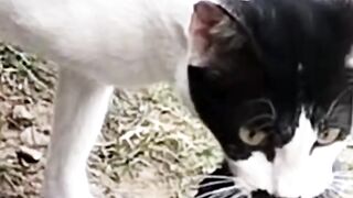 Cat Attack on Pigeon| Billi Kabutar ko kha Rahi Hai