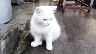 Turkish Angora Cat | Cute and Funny Cat