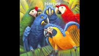 Beautiful  parrots and birds types