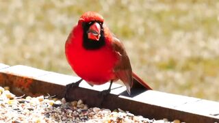 Amazing birds chirping, crow,parrots,sparrow