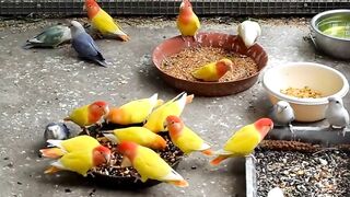 Love birds colony breeding  parrots