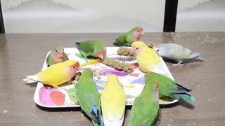 Beautiful parrots chirping