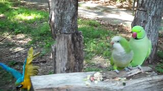 Amazing Jojo buddy parrots