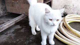 Turkish Angora Cat  | beautiful cat