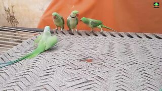 So amazing video of talking parrots