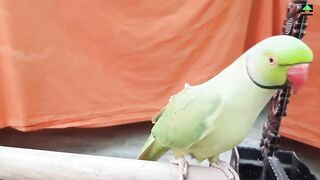 Cute parrot showing some his unique style  on front of mirror