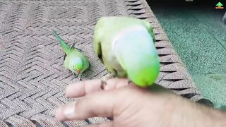 True love and friendship of parrots