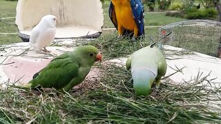 Talking parrots greeting baby parrot