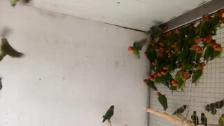 Green birds parrots sparrow in group