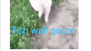 Tazi wali qoum