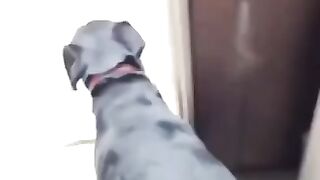 Funny dog try not to lought