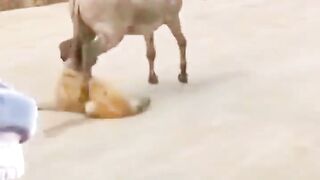 Funny Fight - Donkey V/S Dog's