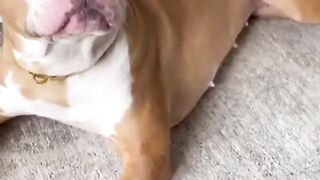 Funny and cute video of year