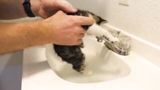 Cat wash video