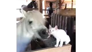 Meow Bestie Moooo