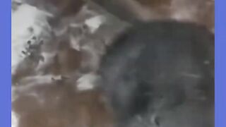 Funny animals video cat vs dog