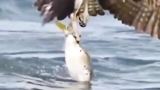 Eagle catch the fish and away