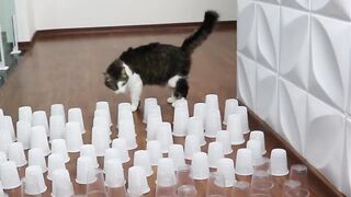 Cup Obstacle Challenge CAT vs DOG