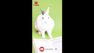 Funny Animals Funny Rabbit Birthday Celebration ????????