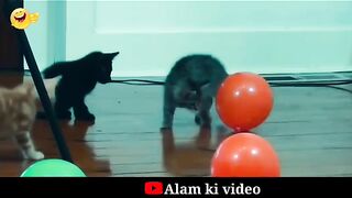 Funny animals playing with each other