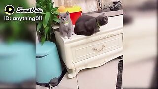 Cat video.funny cat videos