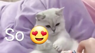 Funny cat