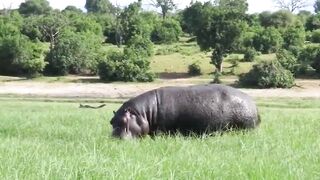 Destroyed in a Second Here s Why the Hippo Has a Hard Life