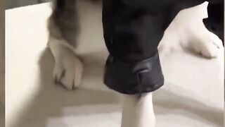 Funny Animal Video __ #funny CATS & DOGS #funnyvideo #cats