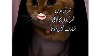 Funy cat dailoug funny video cat fun