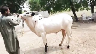 Bakra Eid 2k22