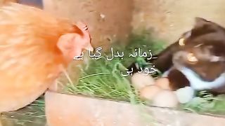 Hen and cat funny video????