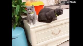 Cute cats funny videos | Cat videos | Animal videos | cute cats