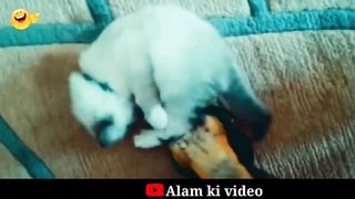 Funny cat videos l Animals funny reaction l Alam ki video