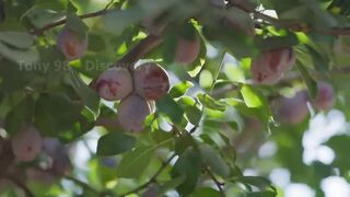 Picking Billions Of Plums In California - Prunes Production Process