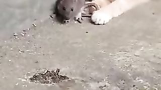 ❤Cat and rat funny video❤