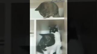 Cats | Cute funny cats | cats videos | cute cats videos