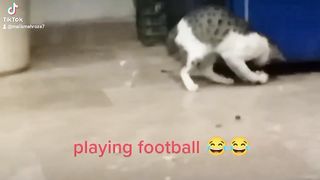 cat playing foot ball, achi lage to comment kr deen